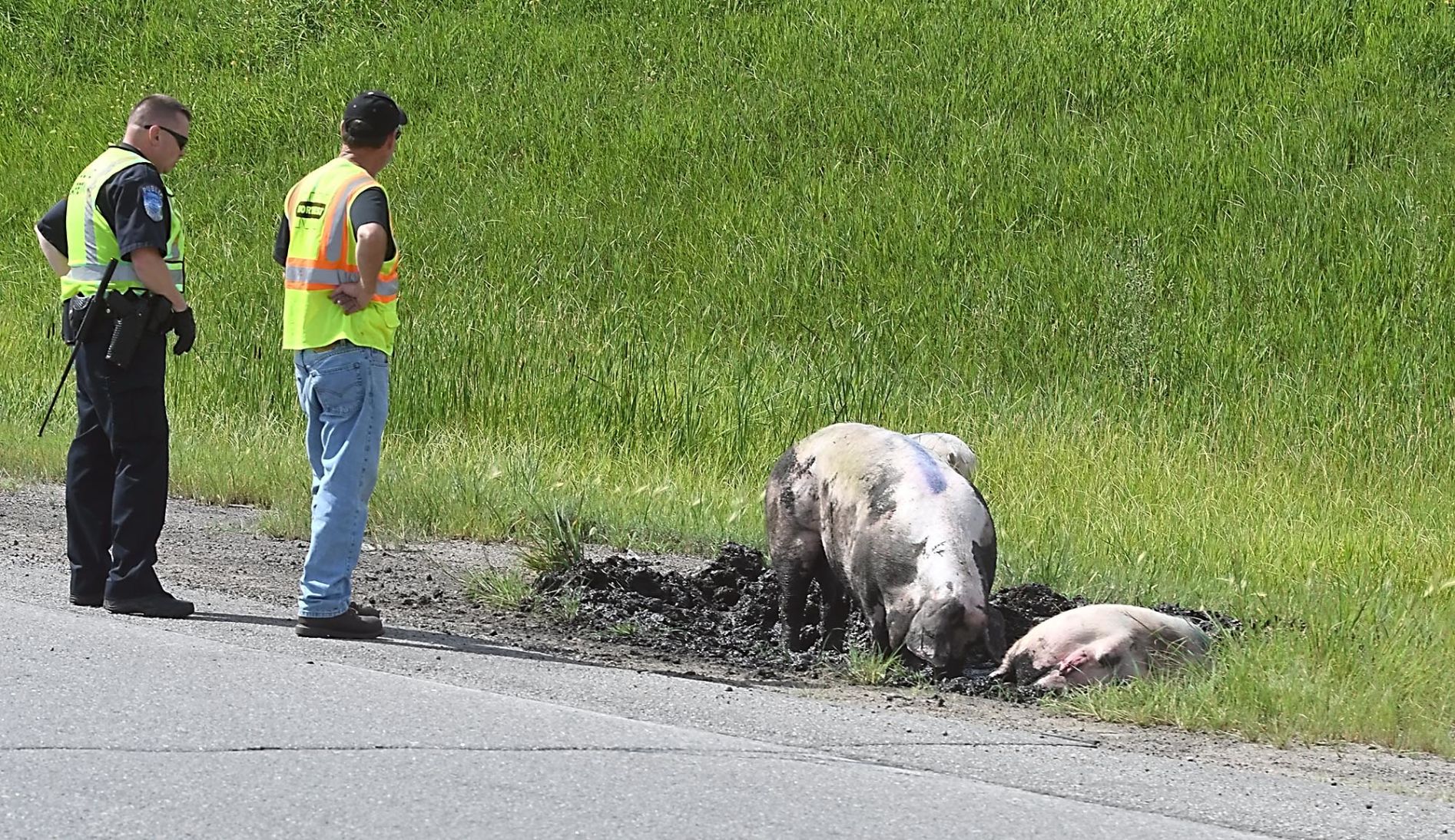Pigs on Highway 169 4